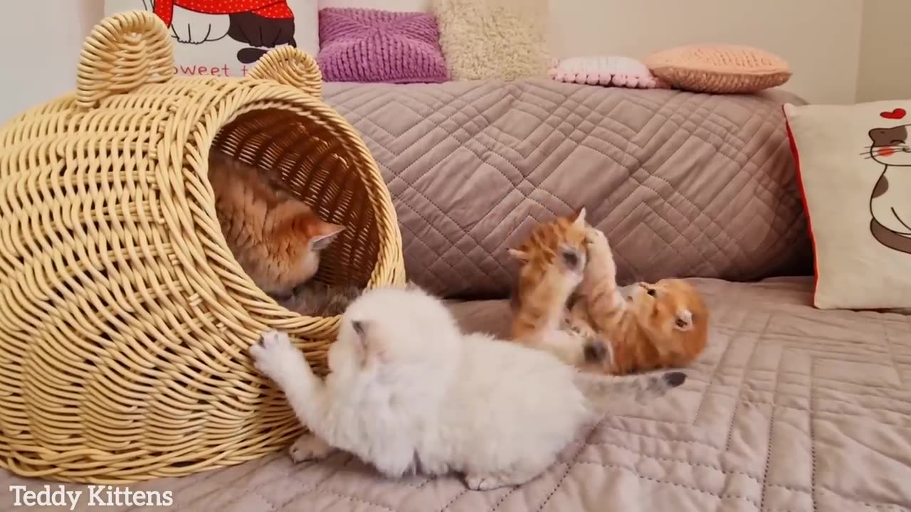 1st month after birth 🥰 Kittens give their mommy more trouble