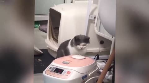 Dog and Cat Videos 2