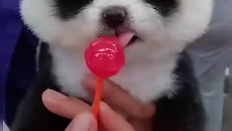 Baby Panda VS. Lollipop! Who will win?