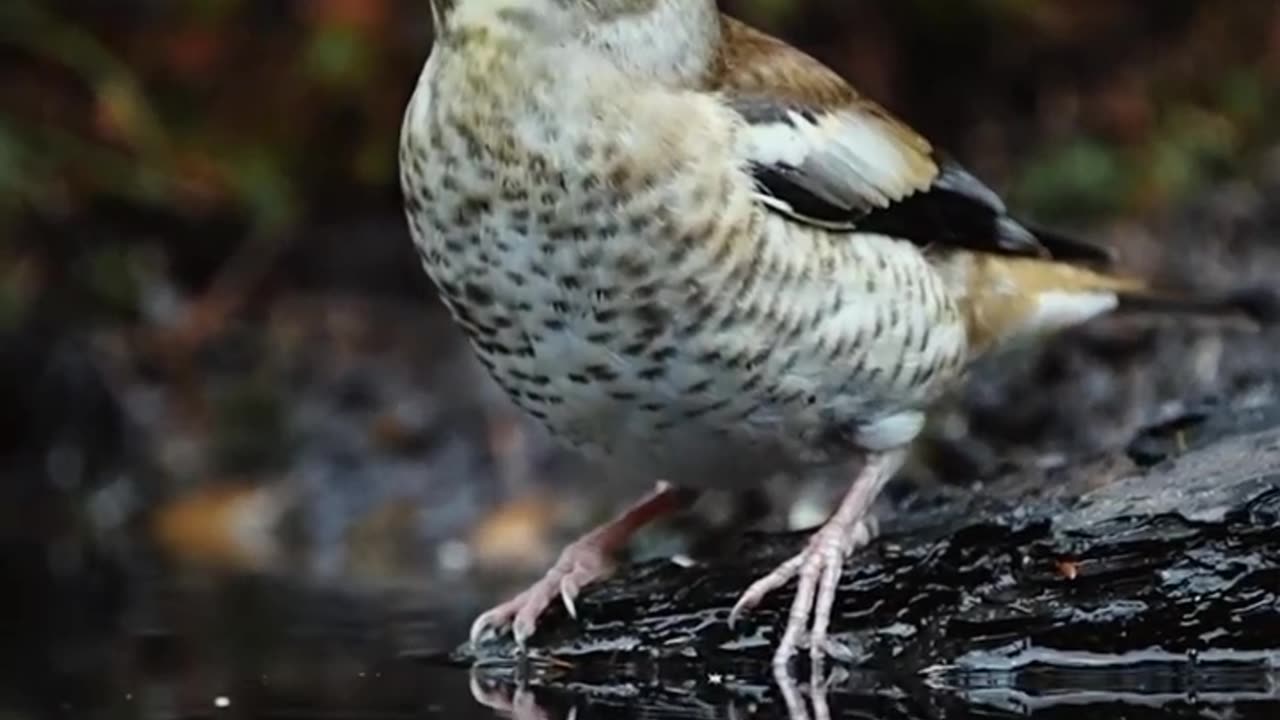 Hawfinch video - like it??