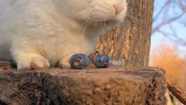 The rabbit ate blueberries and its mouth turned red!