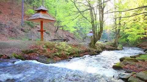 Beautiful Calm Nature River Birds Sound and Sow Music