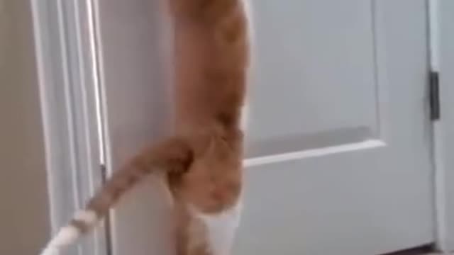 Smart cats open the door