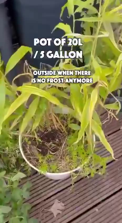 💥 THE POWER OF GINGER 👍😍