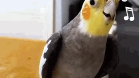 Cute Parrot Gif 🦜