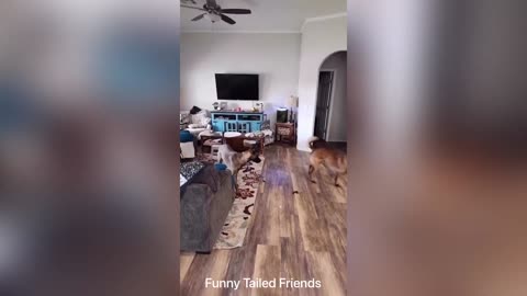 Animal funny video