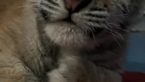 🐯❤Am I cute Or Sacared? #subscribe❤ Please follow🙏❤
