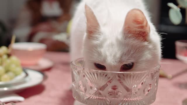 cutest kitten