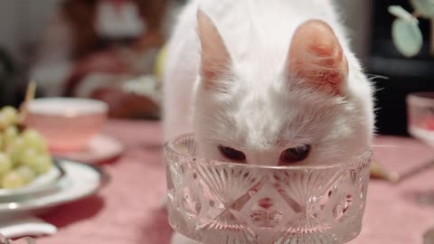 cutest kitten