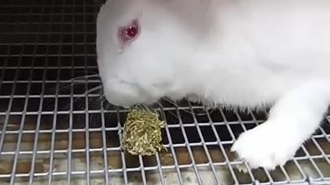 🐰🍬