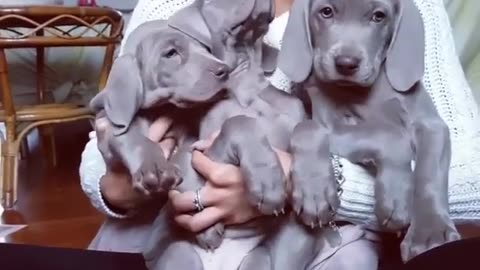 Cute and funny animals