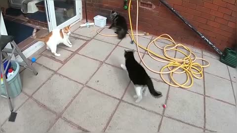 Vicious Cat Fight Caught On Camera