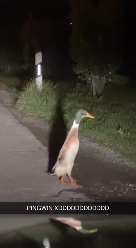 This passes for penguin in some places 😂