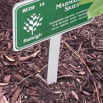 A Rose Based on Lucy in the Sky With Diamonds