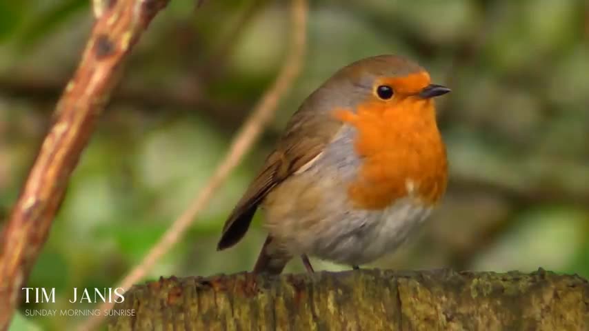 Beautiful Instrumental Hymns