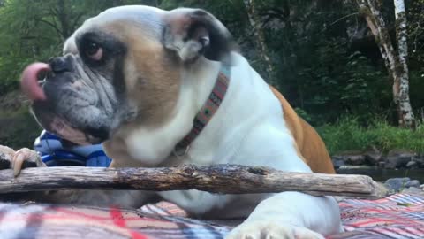 Dog training || Dog Funniest video || Honest Pet