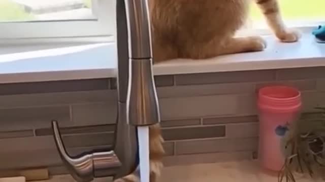 Very cute cat videos, one of the amazing funniest cat