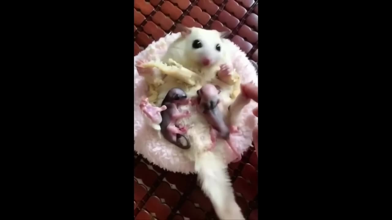 Cute Baby Animals Videos Compilation | Funny and Cute Moment of the Animals - Cutest Animals 2023