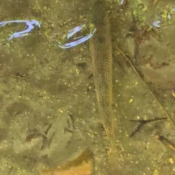 Trout in the river snapping at insects / beautiful fish in the water.