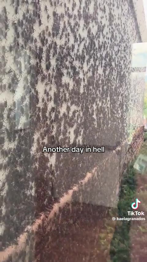 Crickets Take Over Nevada School