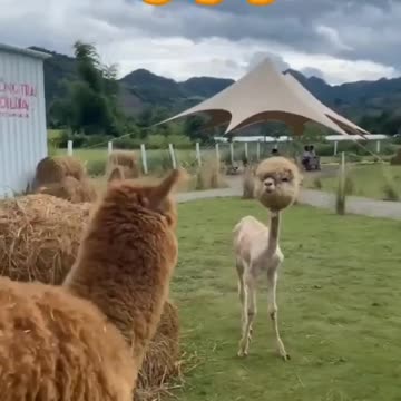 Alien extraterrestrial Alpaca