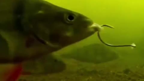 Why can't I catch any fish