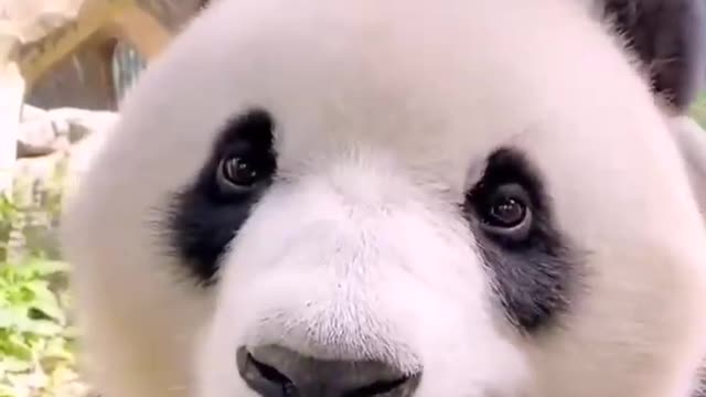 China's giant pandas are lovely