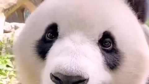 China's giant pandas are lovely