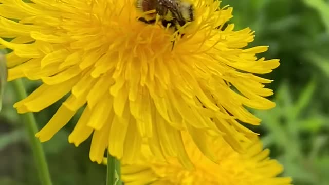 Super cute bee encounter 🐝, even when one of them flew up my dress 😂🐝.