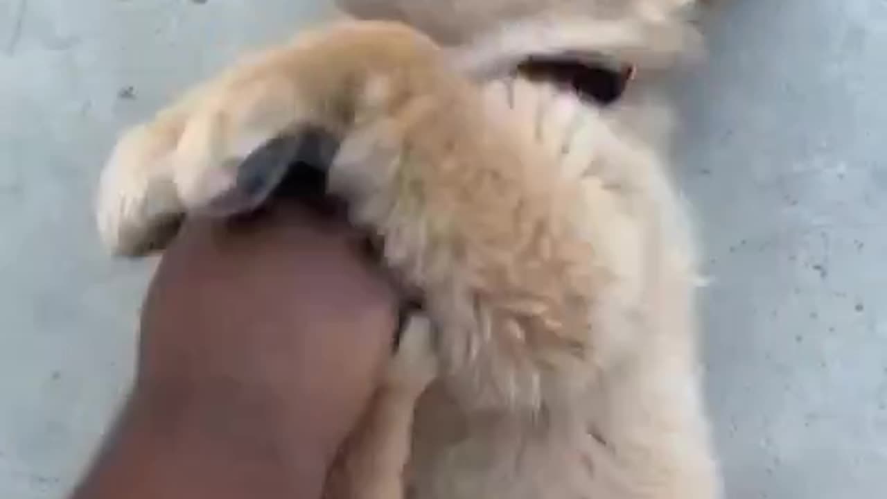 The Ultimate Cats and Dog Comedy Show: Your Daily Dose of Laughter"