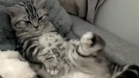 Angry cat video