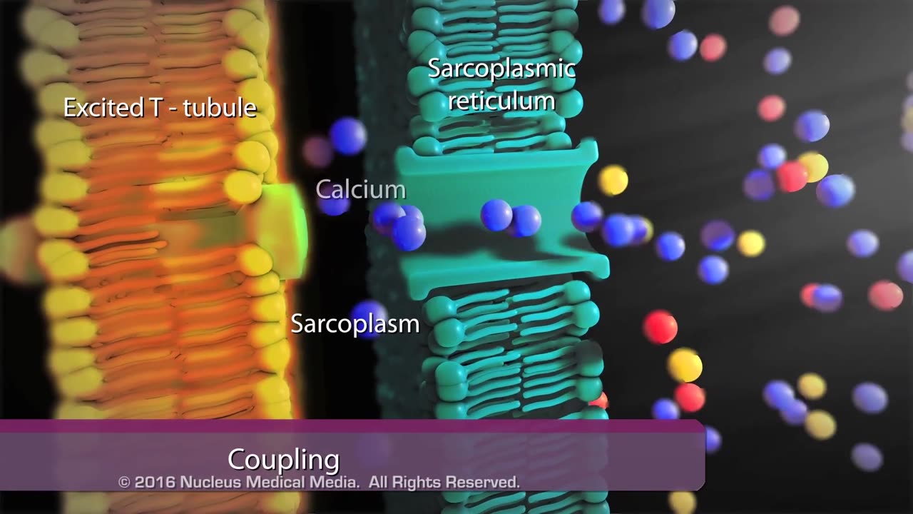 MUSCLES -How human body works..Must Watch #muscles #physiology