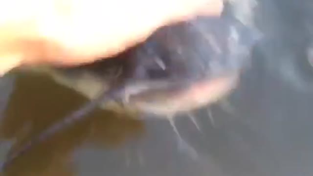 Bagre gigante adora que lo acaricien