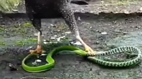 Egale vs snake