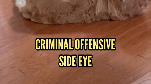 I promise this is worth the watch 🤣 #funny dogs #cute dogs