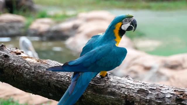 happy macaws in the forest.