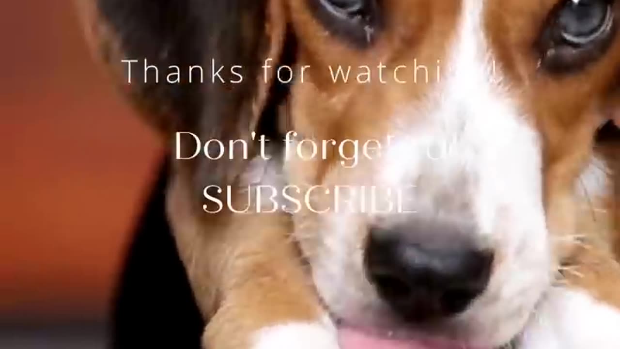 Best dogs video Ever !!,🐕(campalaion of funniest puppy)