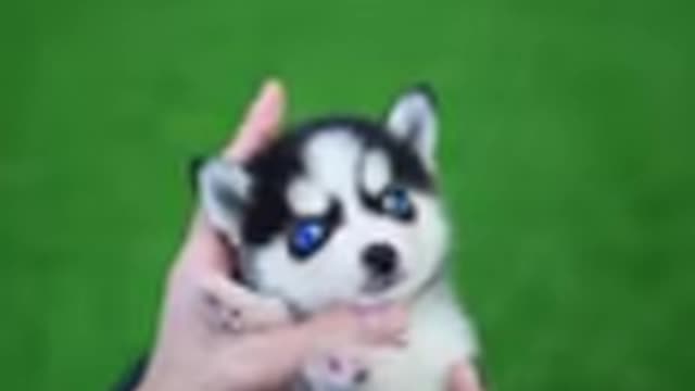 Micro Husky Puppy (Real)