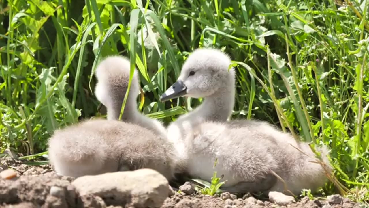 Wildlife -- Natural Animals Video |||Royalty Free Video