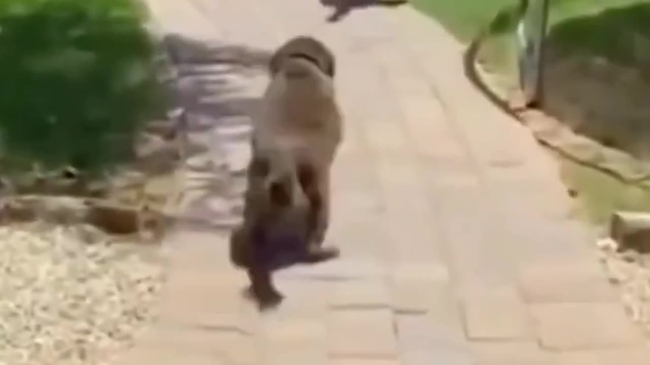 Funny animal video 😂