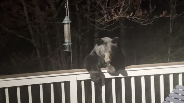 Scaring a Black Bear Off the Porch