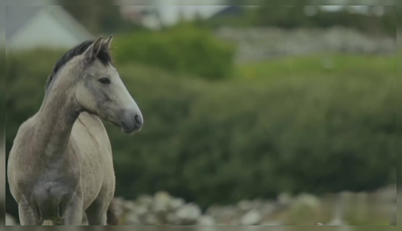 Horse Running On Grassland Beautiful Animals White Horse Nature Animals Horses