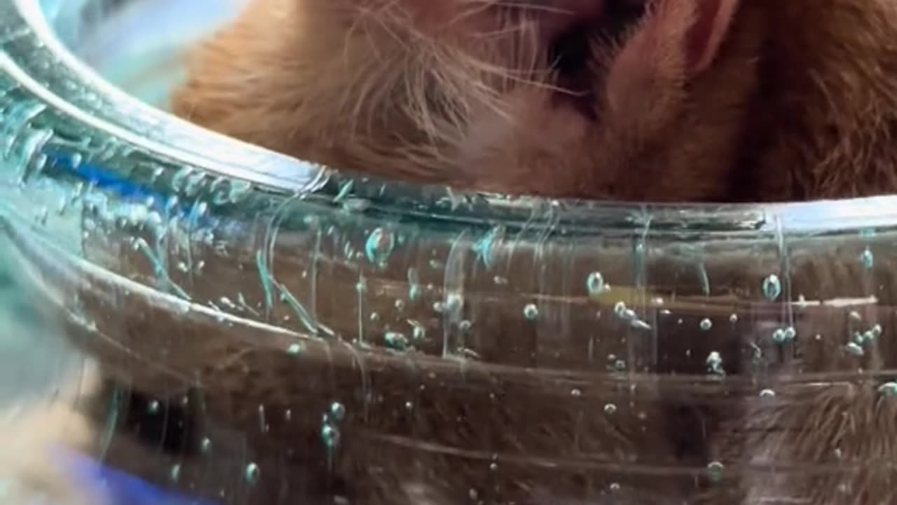 funny cats