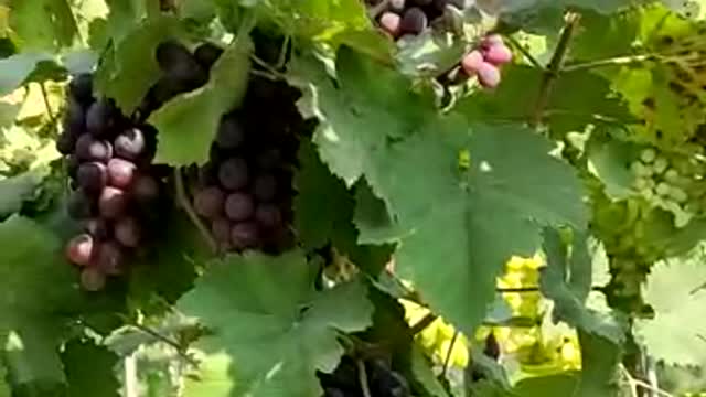 My grapes farm black jumbo Grapes from india Maharashtra