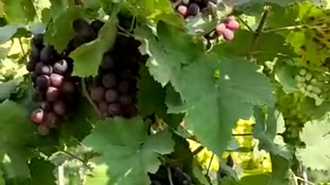 My grapes farm black jumbo Grapes from india Maharashtra