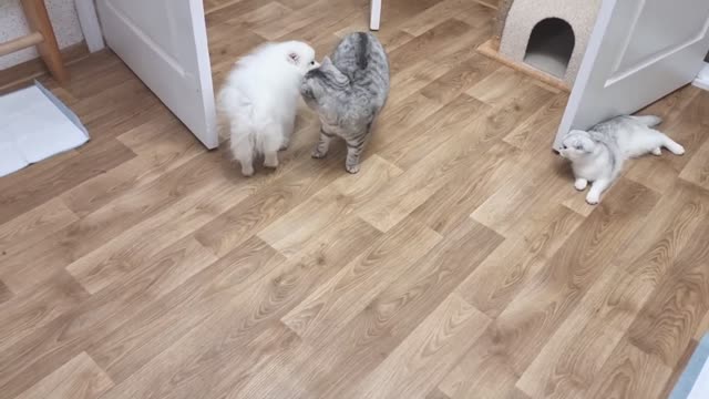 The dog wants to make friends with the cat and asks to play