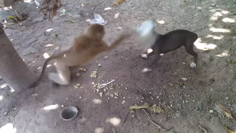 Monkey vs Dog-3