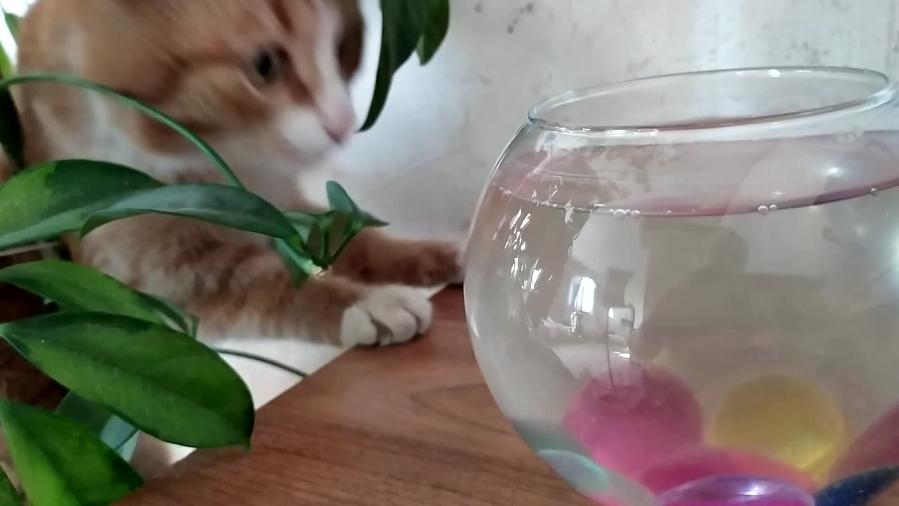 Cat and Fish video...