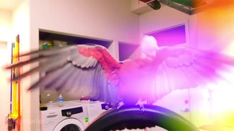 Cockatoo is dancing/Cockatoo dancing to queen/Cockatoo dancing to beatbox.