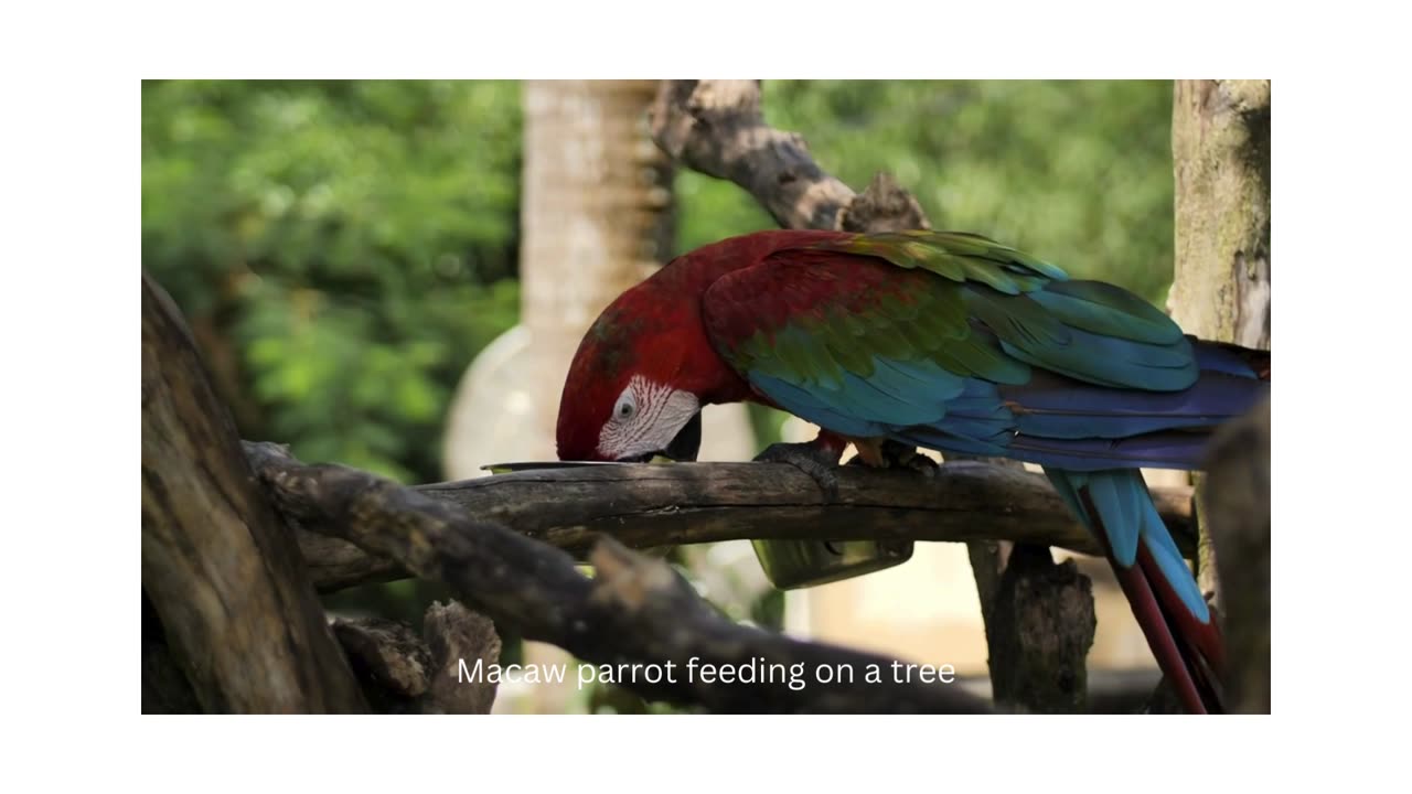 Macaw Parrot feeding on Tree